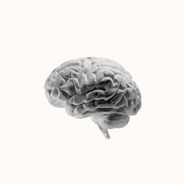 En frilagd hjärna i svartvitt.