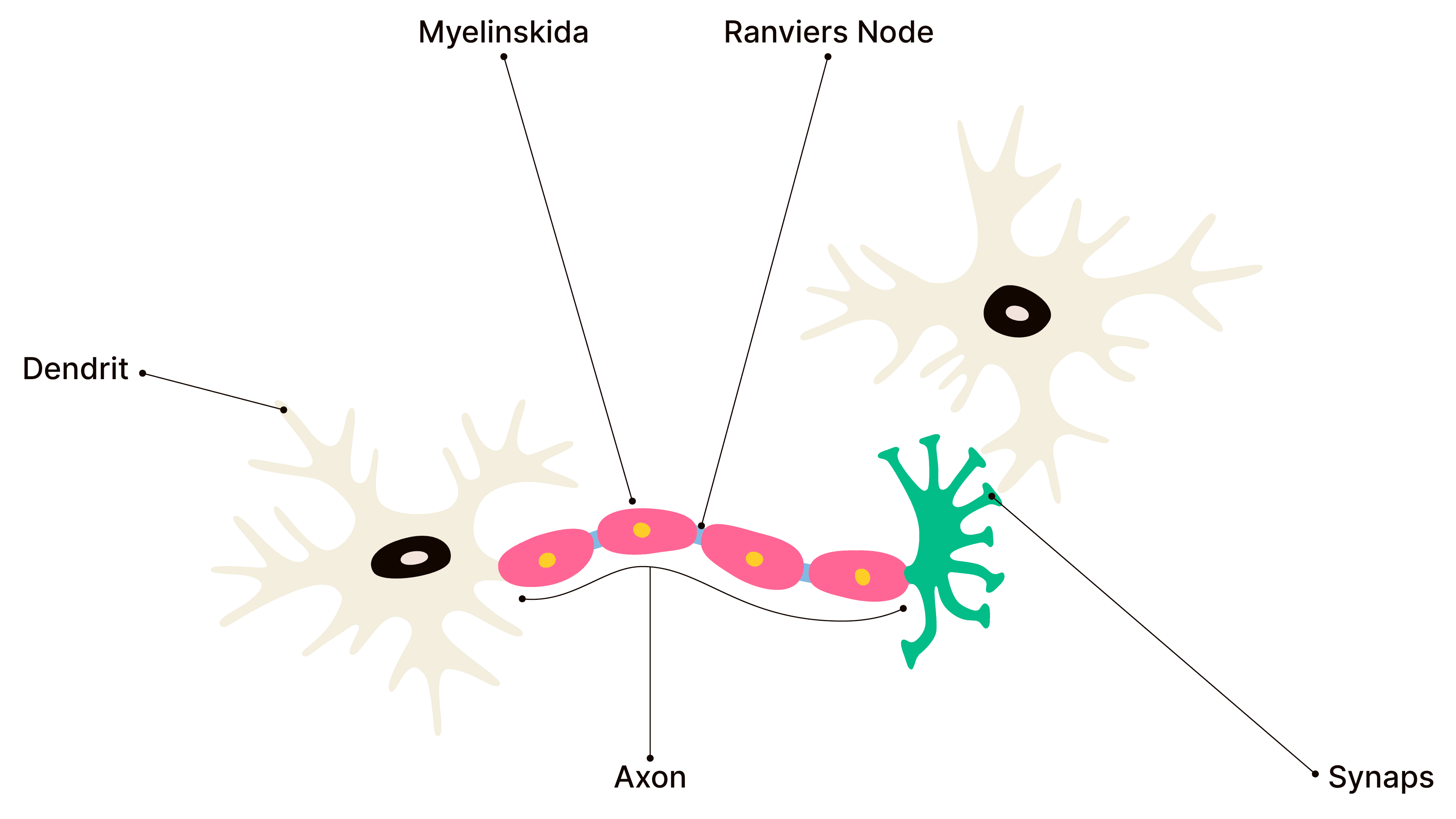 Illustration av nervcellens delar.
