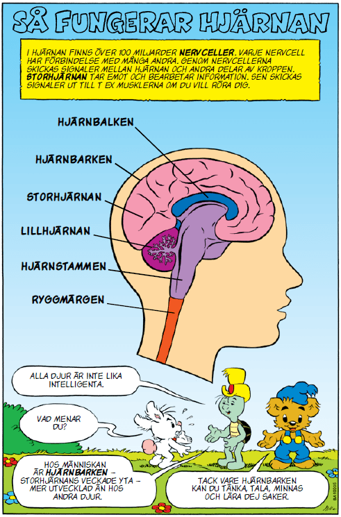 Bamse Så fungerar hjärnan