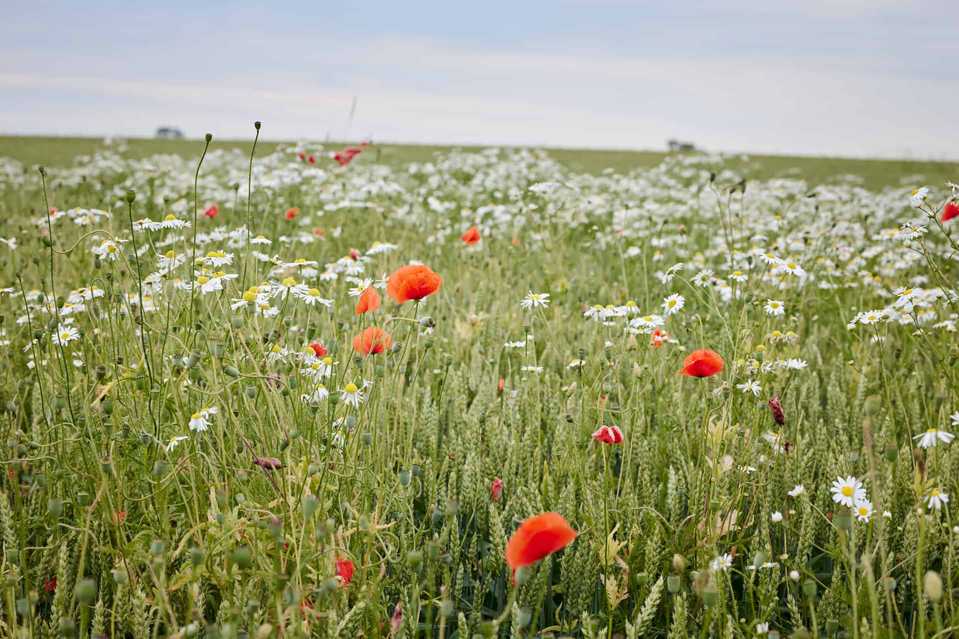 Ett svenskt sommarfält med röda och vita blommar