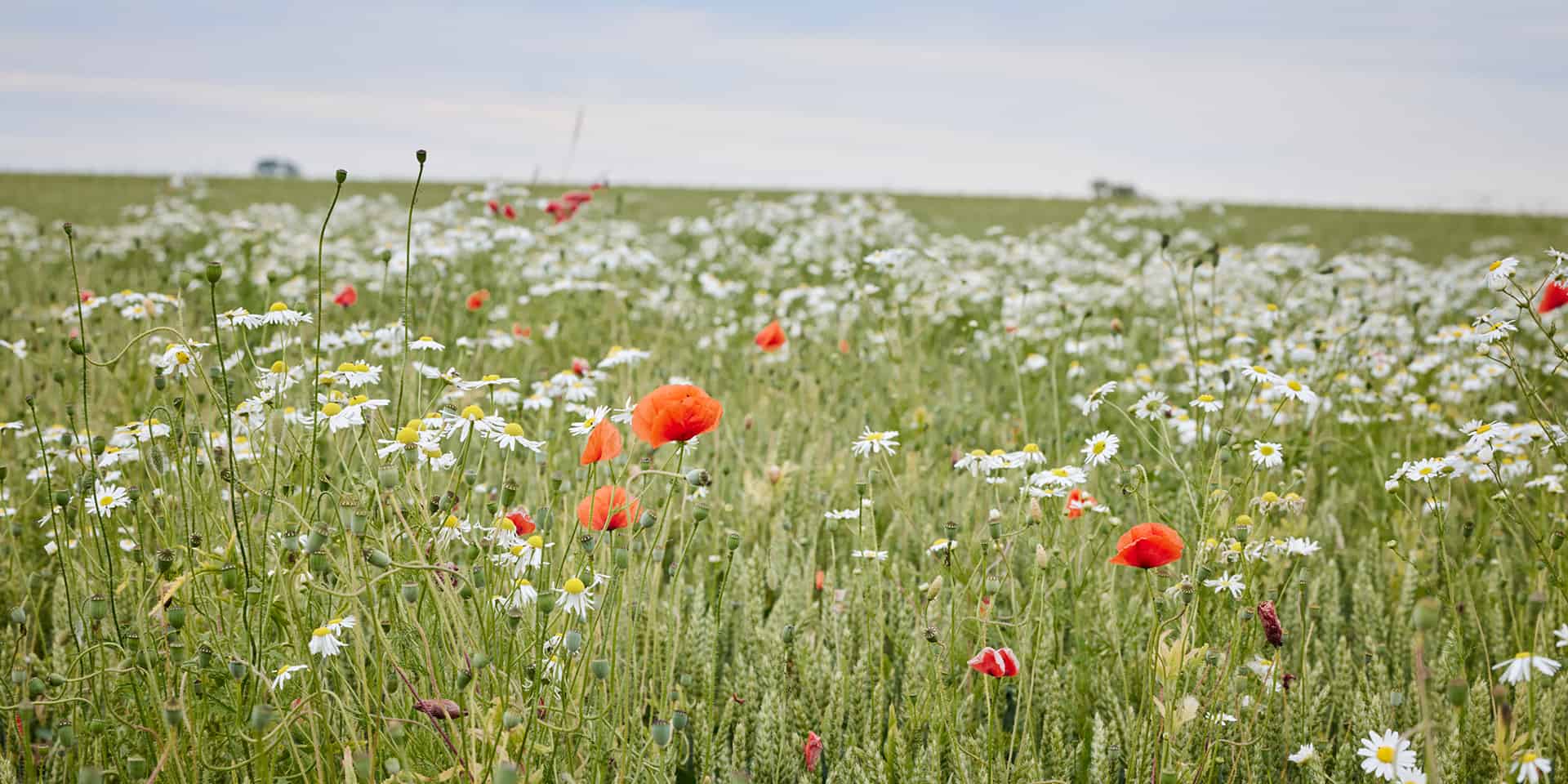 Ett svenskt sommarfält med röda och vita blommar